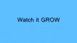 CamWhores Watch it GROW (a pulling4you film) Porn Blow Jobs