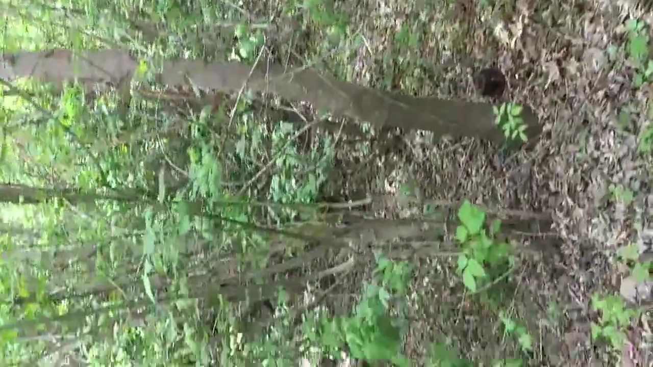 Sex Tape forest public wood jerk off cum piss Vel big load quiet big dick cut Russian