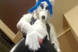 Gay Money Noble Wolf In Leather - paw off Hot Girls Fucking